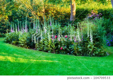 Pink, white and purple common foxgloves growing and flowering in a lush green garden at home. Bunch of digitalis purpurea bushes blooming in landscaped and horticulture backyard as decorative plants 104709533