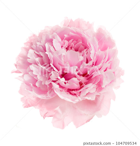 Pink peony flower isolated on white background Pink peony flower isolated on white background 104709534
