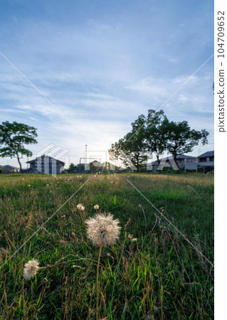 城市公園的夏天,陰天,有時晴,蒲公英棉帽被夕陽染成金色 城市公園的夏天,陰天,有時晴,蒲公英棉帽被夕陽染成金色 104709652
