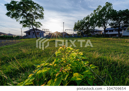 城市公園的夏天,陰天,有時陽光明媚,年輕的葉子從樹樁上發芽,被夕陽染成金色 城市公園的夏天,陰天,有時陽光明媚,年輕的葉子從樹樁上發芽,被夕陽染成金色 104709654