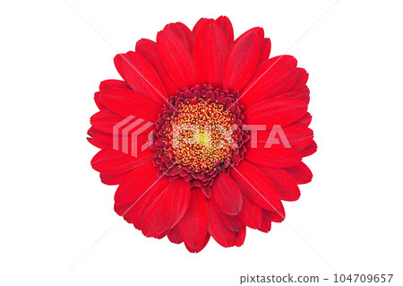[非洲菊]（深度合成） 104709657