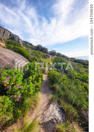 Relaxing nature scene of outdoor hiking trail amongst flower fields on a mountain on a sunny day in Summer or Spring. Peaceful walking path between plants and bushes. Scenic route with trees ahead. 104709690