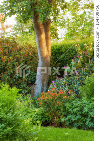 Lush landscape with trees and flowering plants growing in a garden or park on a sunny day outdoors in spring. Vibrant orange jungleflame geranium and purple catawba rosebay flowers blooming in nature Lush landscape with trees and flowering plants growing in a garden or park on a sunny day outdoors in spring. Vibrant orange jungleflame geranium and purple catawba rosebay flowers blooming in nature 104709756