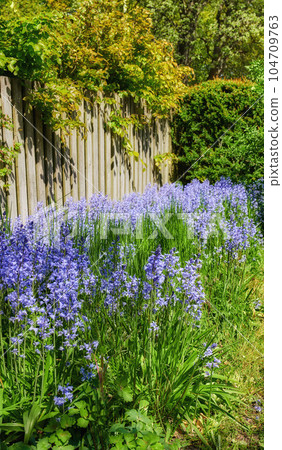 Bluebell flowers growing against a fence in backyard garden in summer. Scilla siberica flowering plants blooming on a flowerbed amongst greenery for landscaping and design on a lawn 104709763