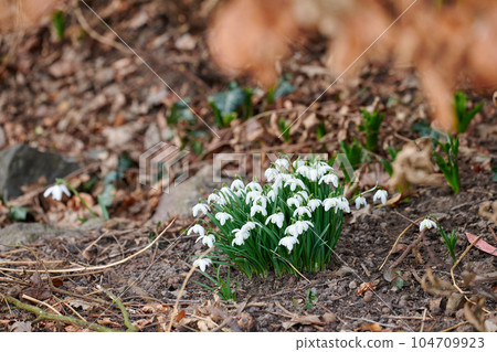 Small Galanthus Nivalis plant blooming outdoors in a park or forest on a spring day. White flowers blossoming on the ground outside in a backyard. Little foliage growing in a yard in summer Small Galanthus Nivalis plant blooming outdoors in a park or forest on a spring day. White flowers blossoming on the ground outside in a backyard. Little foliage growing in a yard in summer 104709923