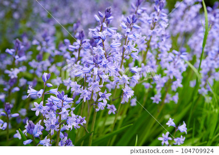 Closeup of spanish bluebell flowers growing and flowering on green stems in remote field, meadow or home garden. Textured detail of fresh, blue wood hyacinthoides and plants blossoming and blooming 104709924