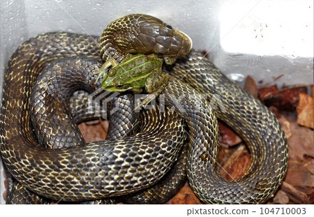 蛇蛙捕食場景 104710003
