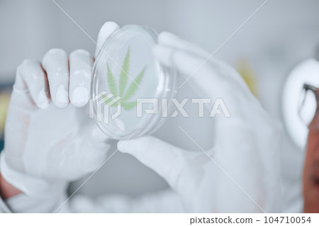 Science, cannabis and hands with leaf in petri dish for research, biology and study medicine. Healthcare, agriculture and scientist with weed or marijuana for medical treatment, drugs and wellness 104710054