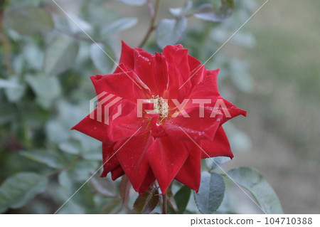 Arao City Ominous Citizen Flower Bed Rose Flower, 104710388