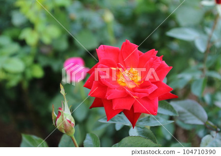Arao City Ominous Citizen Flower Bed Rose Flower, 104710390
