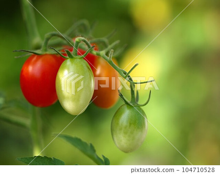 cherry tomatoes beginning to ripen 104710528