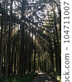 雪松森林的光 104711007
