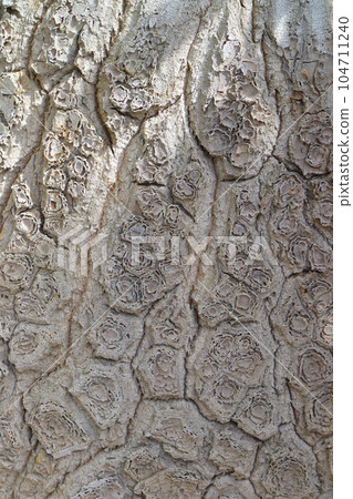 Tokkuriran bark 104711240