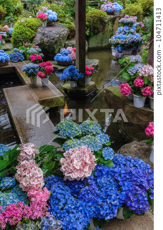 Hydrangea in full bloom at Amabiki Kannon, Sakuragawa City, Ibaraki Prefecture Hydrangea in full bloom at Amabiki Kannon, Sakuragawa City, Ibaraki Prefecture 104711413