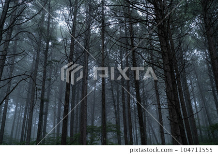 Fog forest 104711555