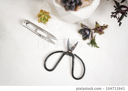 Scissors, secateurs and Echeveria Succulent house plant cuttings on a table 104711641