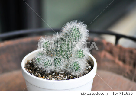 cactus plant, Mammillaria plumosa 104711656