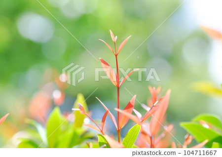 christina or aglaonema christina plant or orange leaf christina or aglaonema christina plant or orange leaf 104711667