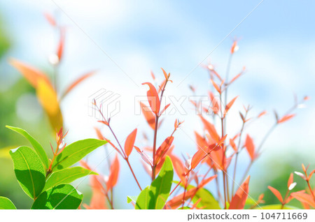 christina or aglaonema christina plant or orange leaf christina or aglaonema christina plant or orange leaf 104711669