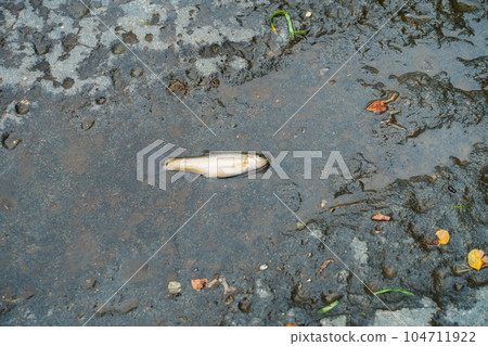 Small fish washed up on rocks due to rising water 104711922