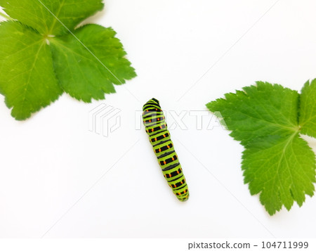 Swallowtail butterfly Swallowtail butterfly Swallowtail butterfly butterfly larvae Swallowtail butterfly Swallowtail butterfly Swallowtail butterfly butterfly larvae 104711999