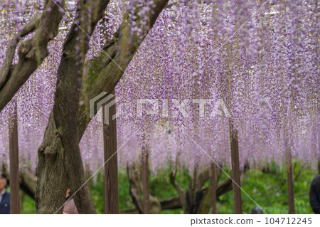 Purple wisteria trellis in Okazaki Castle Park 104712245