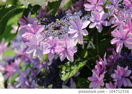 A close-up photo of a plant with purple flowers 104712338