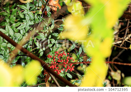 秋天的森林風景 紅南天果 104712395
