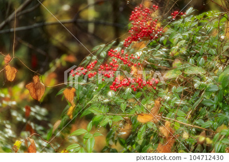 雨後秋葉林中紅色南天果滴的光芒 雨後秋葉林中紅色南天果滴的光芒 104712430