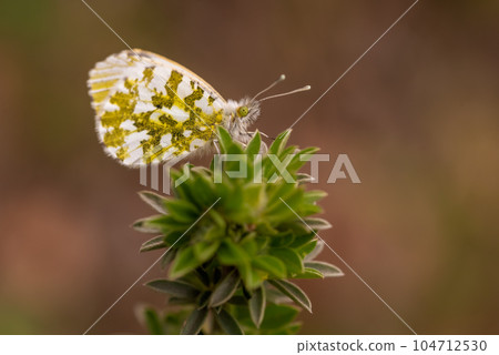 Variegated butterfly Anthocharis cardamines sits on a green plant in the forest 104712530
