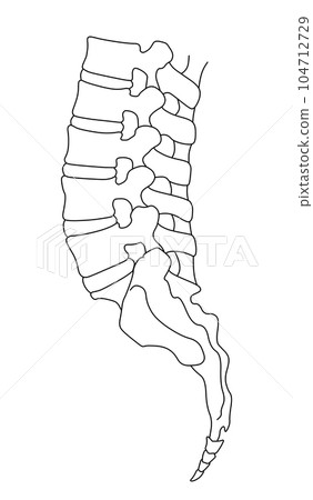 腰椎、骶骨和尾骨側視圖的插圖 腰椎、骶骨和尾骨側視圖的插圖 104712729