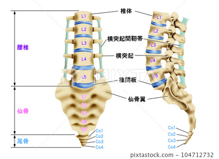 Illustration of the lumbar vertebrae, sacrum and coccyx Front and side views 104712732