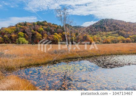 Burning autumn Oze colored with colored leaves 104713467