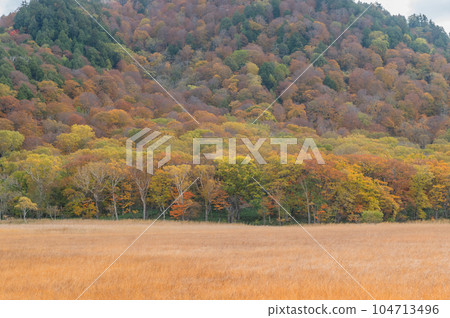 Burning autumn Oze colored with colored leaves 104713496