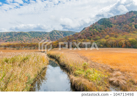 Burning autumn Oze colored with colored leaves 104713498