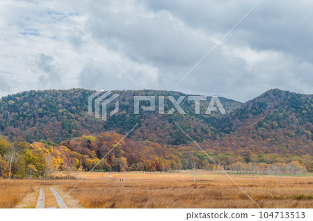 Burning autumn Oze colored with colored leaves 104713513