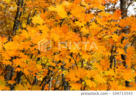 Burning autumn Oze colored with colored leaves Burning autumn Oze colored with colored leaves 104713543