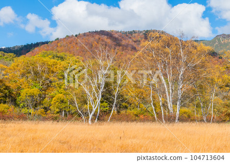 Burning autumn Oze colored with colored leaves Burning autumn Oze colored with colored leaves 104713604