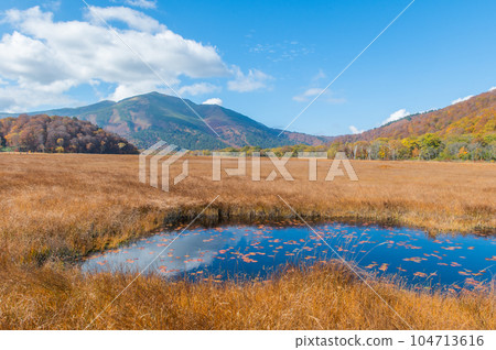 Burning autumn Oze colored with colored leaves 104713616