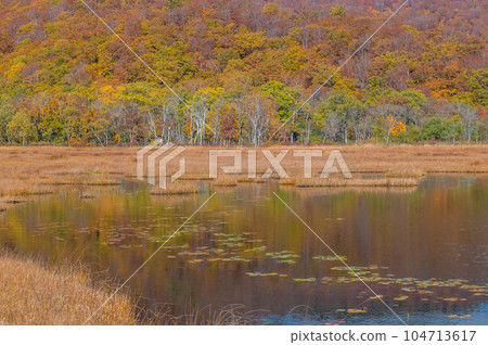 Burning autumn Oze colored with colored leaves 104713617