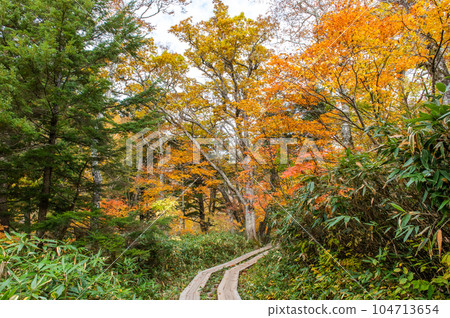 Burning autumn Oze colored with colored leaves 104713654