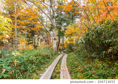 Burning autumn Oze colored with colored leaves 104713655