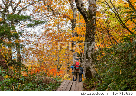 Burning autumn Oze colored with colored leaves 104713656