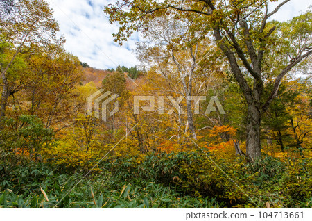 Burning autumn Oze colored with colored leaves Burning autumn Oze colored with colored leaves 104713661