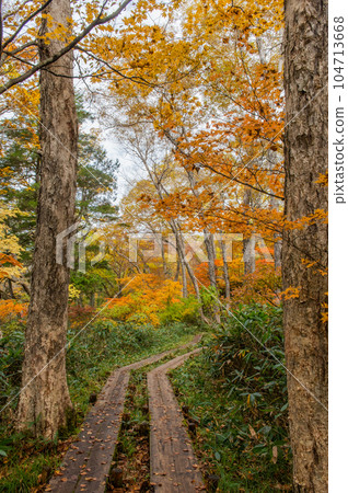 Burning autumn Oze colored with colored leaves 104713668