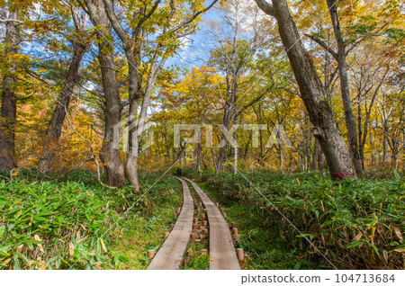 Burning autumn Oze colored with colored leaves 104713684