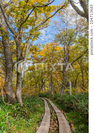Burning autumn Oze colored with colored leaves Burning autumn Oze colored with colored leaves 104713685