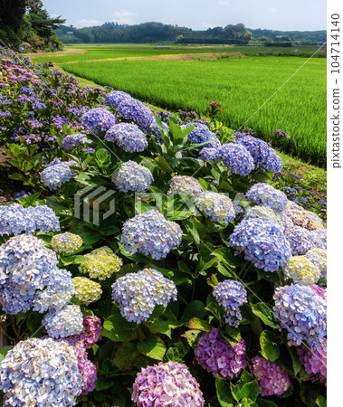 Hydrangea in full bloom at Nihonmatsuji Temple in Itako City, Ibaraki Prefecture 104714140