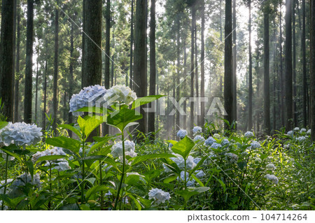 Scenery of blooming hydrangeas in the forest in the early morning Scenery of blooming hydrangeas in the forest in the early morning 104714264