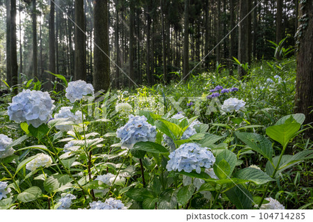 清晨森林裡繡球花盛開的風景 104714285